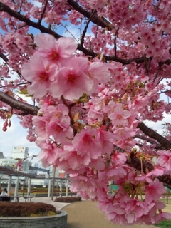 清水駅みなと口の河津桜