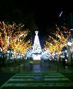 静岡市内のキラキラクリスマスツリー
